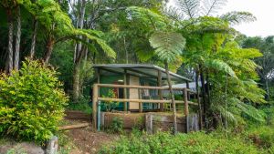 Binna Burra Rainforest Campsite - Tourism Caloundra