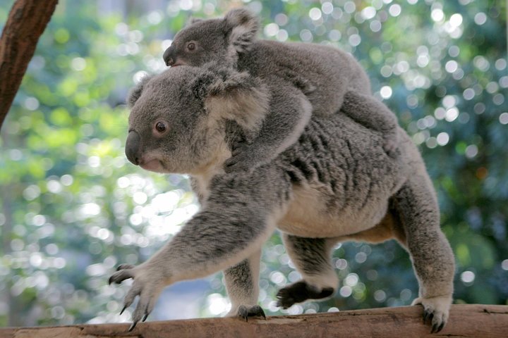 Lone Pine Koala Sanctuary Admission with Brisbane River Cruise - Tourism Caloundra